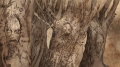 HBO isle of faces trees.png