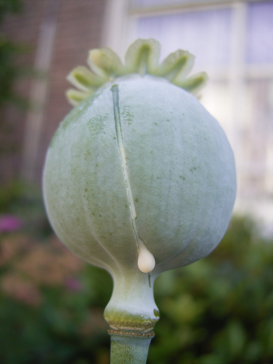 File:Poppy.jpg - A Wiki of Ice and Fire