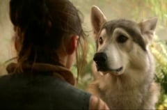 Category:Images Of Nymeria (direwolf) - A Wiki Of Ice And Fire