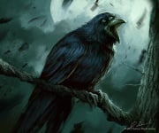 Category:Images of Three-eyed Crow - A Wiki of Ice and Fire